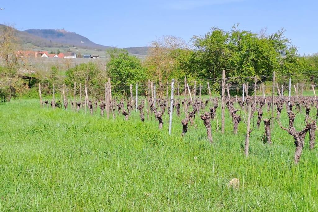 Au Pied Des Vignes, Cocon Douillet Et Chaleureux !