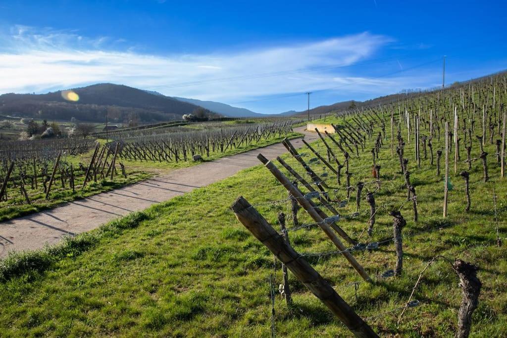Au Pied Des Vignes, Cocon Douillet Et Chaleureux ! Apartment Bergheim